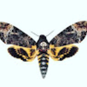 Meet your Posher, Loretto